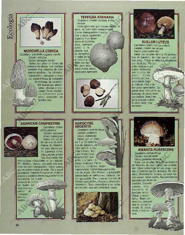 BLANCO Y NEGRO MADRID 24-10-1993 página 66