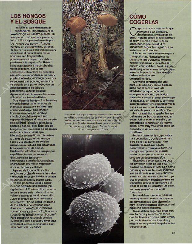 BLANCO Y NEGRO MADRID 24-10-1993 página 67