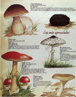 BLANCO Y NEGRO MADRID 24-10-1993 página 70