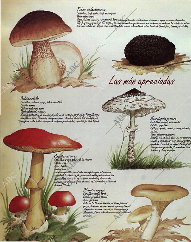 BLANCO Y NEGRO MADRID 24-10-1993 página 70