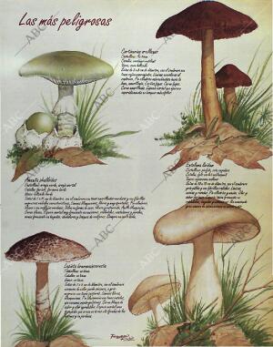 BLANCO Y NEGRO MADRID 24-10-1993 página 71