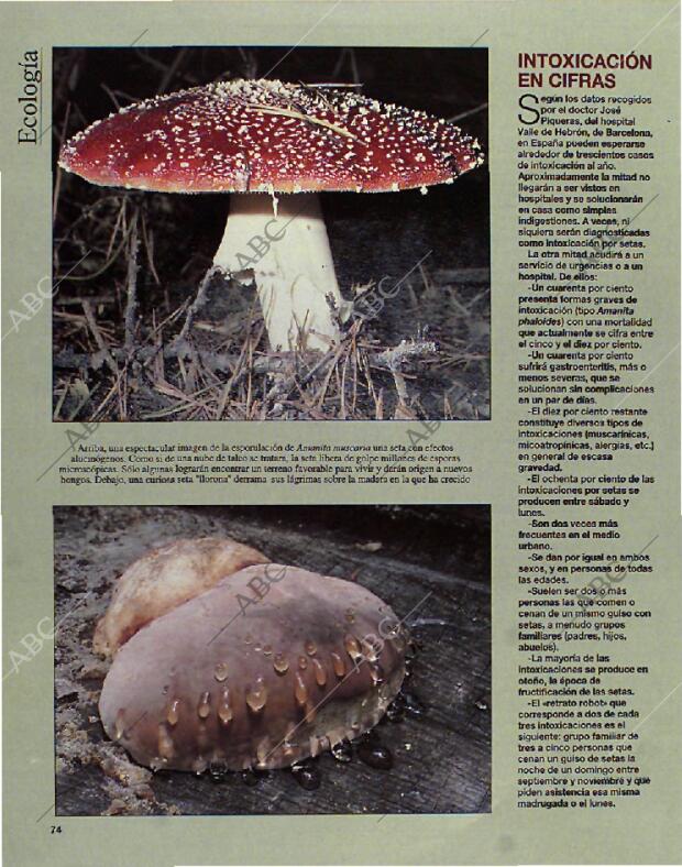 BLANCO Y NEGRO MADRID 24-10-1993 página 74