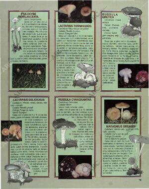 BLANCO Y NEGRO MADRID 24-10-1993 página 75