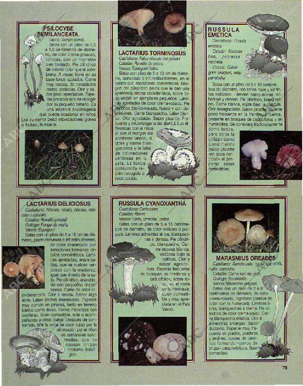 BLANCO Y NEGRO MADRID 24-10-1993 página 75