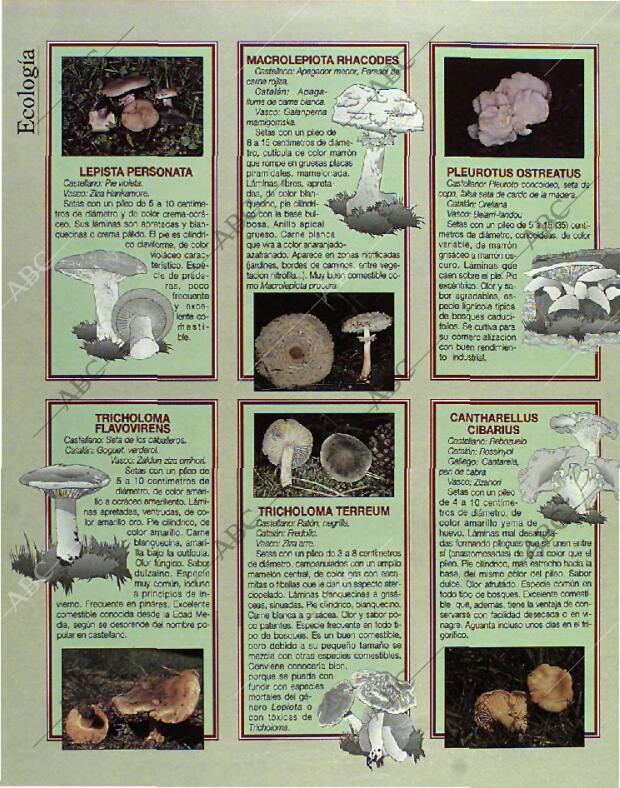 BLANCO Y NEGRO MADRID 24-10-1993 página 76