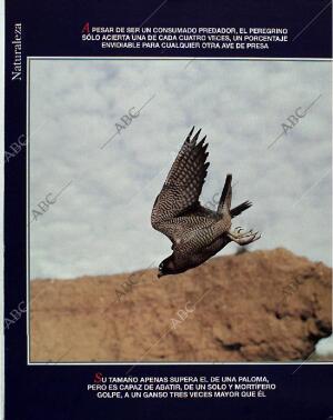 BLANCO Y NEGRO MADRID 28-11-1993 página 74