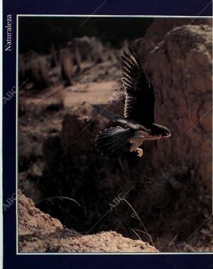 BLANCO Y NEGRO MADRID 28-11-1993 página 82