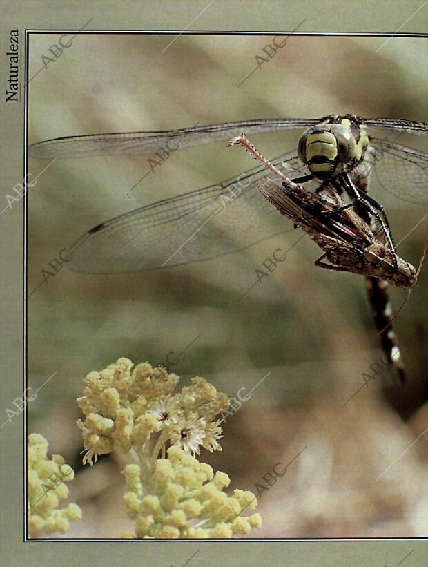BLANCO Y NEGRO MADRID 23-01-1994 página 48