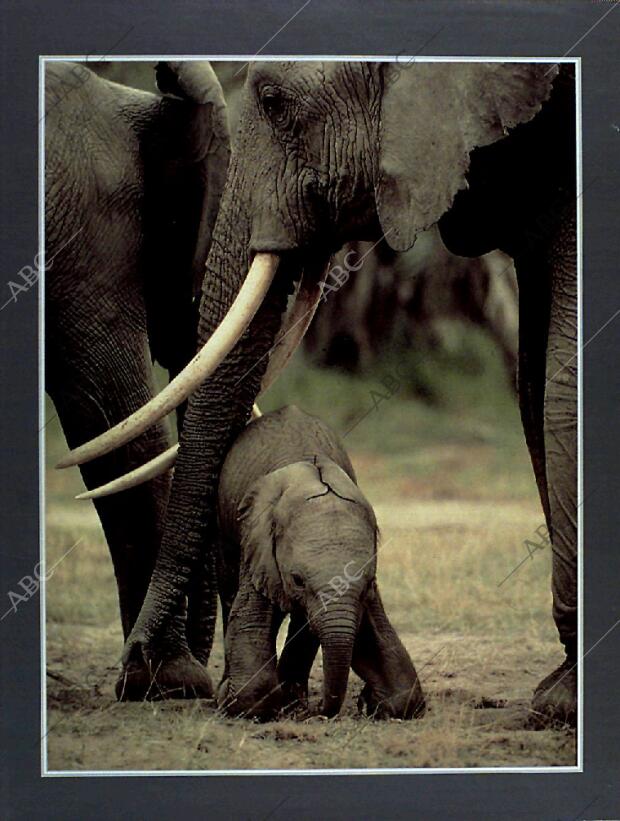 BLANCO Y NEGRO MADRID 13-03-1994 página 59