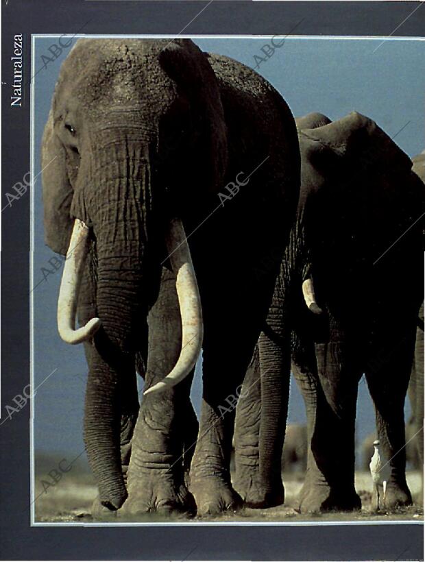 BLANCO Y NEGRO MADRID 13-03-1994 página 62