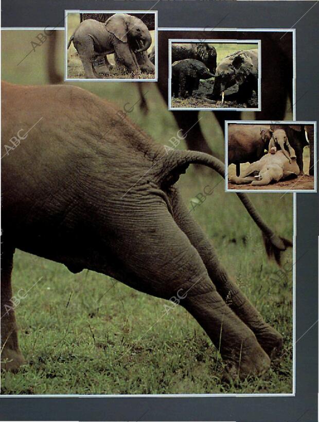 BLANCO Y NEGRO MADRID 13-03-1994 página 65