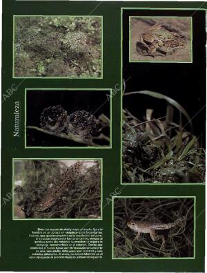 BLANCO Y NEGRO MADRID 26-06-1994 página 56