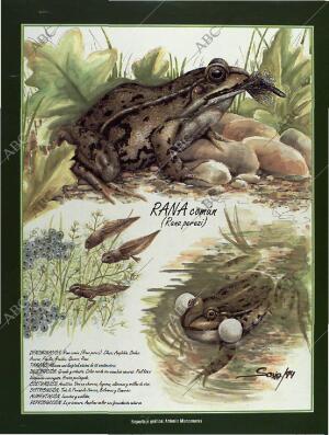 BLANCO Y NEGRO MADRID 26-06-1994 página 62