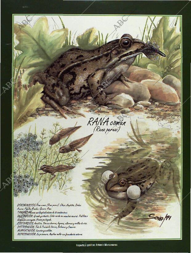 BLANCO Y NEGRO MADRID 26-06-1994 página 62