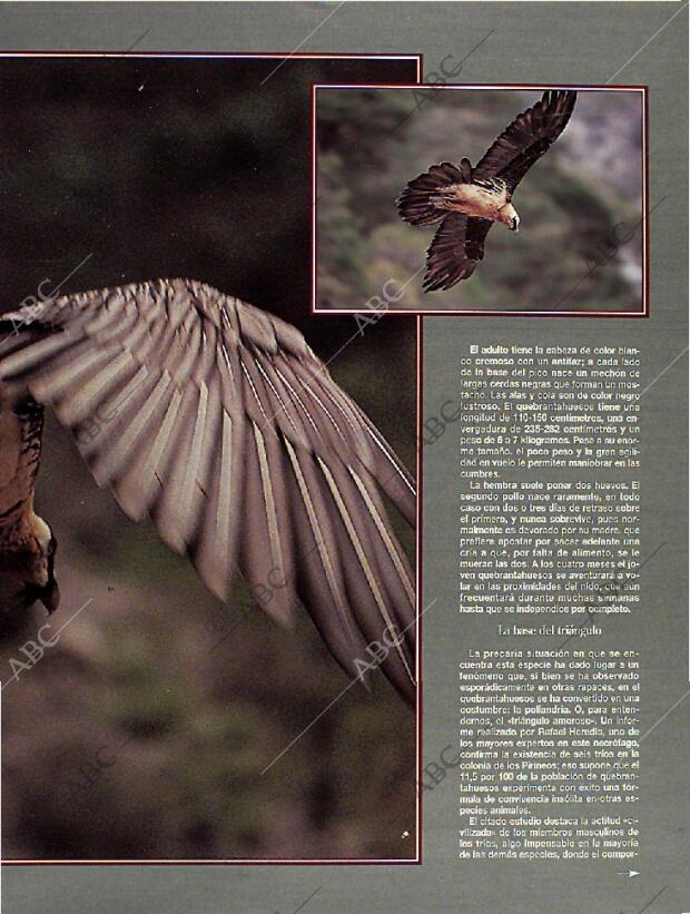 BLANCO Y NEGRO MADRID 14-08-1994 página 49