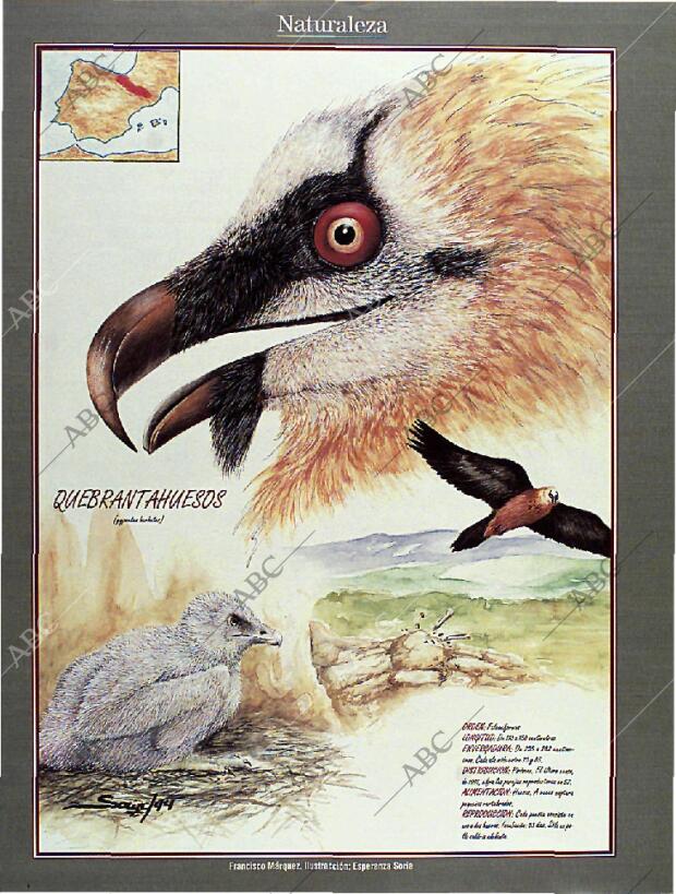 BLANCO Y NEGRO MADRID 14-08-1994 página 52