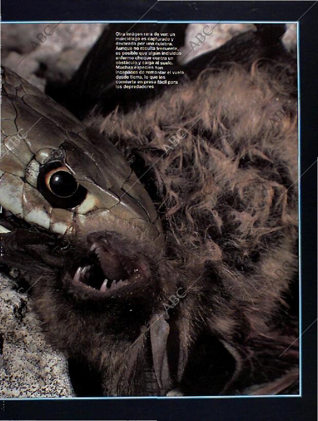 BLANCO Y NEGRO MADRID 28-08-1994 página 51