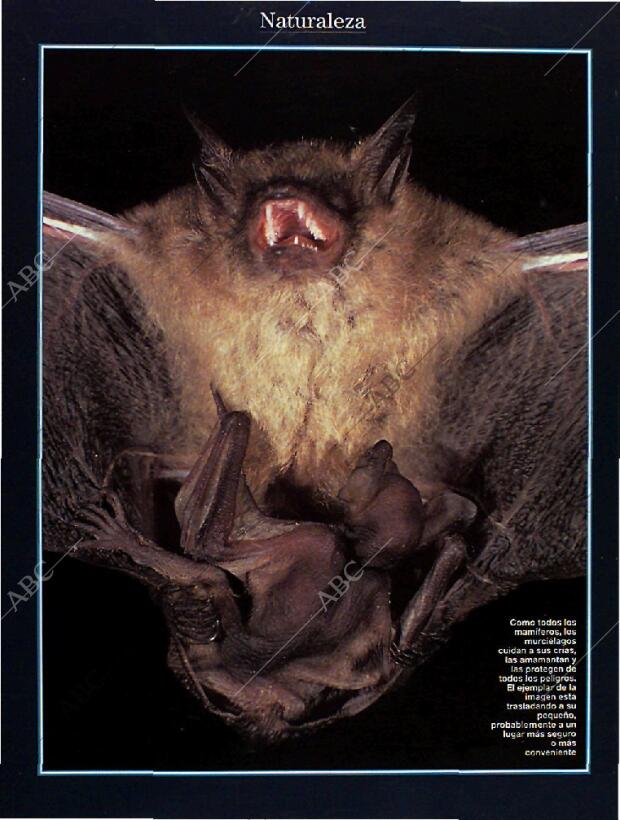 BLANCO Y NEGRO MADRID 28-08-1994 página 54