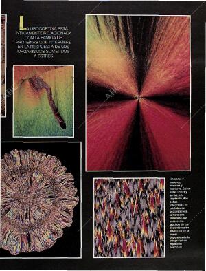 BLANCO Y NEGRO MADRID 06-10-1996 página 21