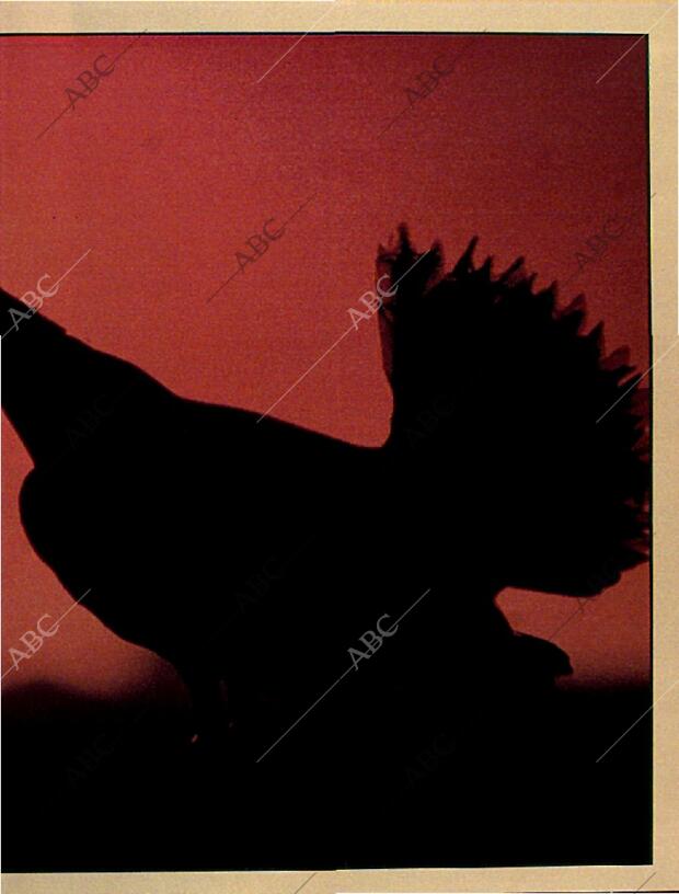 BLANCO Y NEGRO MADRID 06-10-1996 página 65