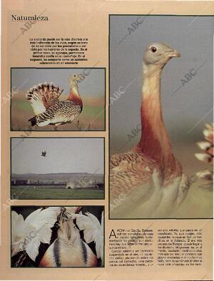 BLANCO Y NEGRO MADRID 06-10-1996 página 66