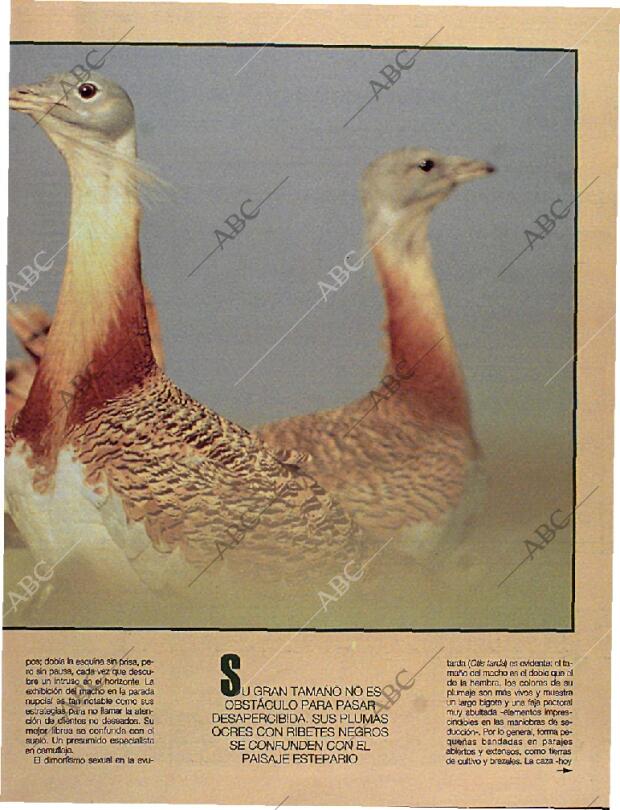 BLANCO Y NEGRO MADRID 06-10-1996 página 67