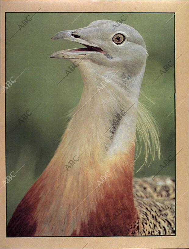 BLANCO Y NEGRO MADRID 06-10-1996 página 69