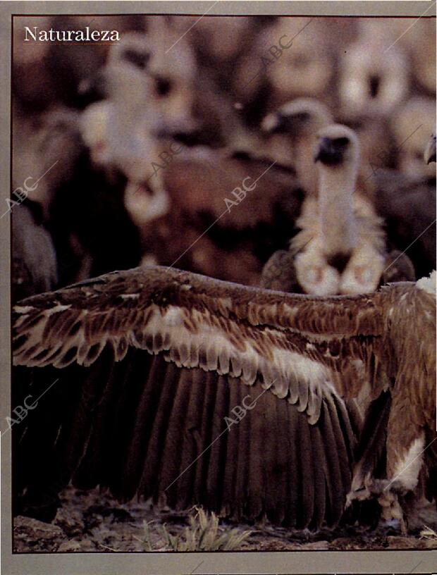 BLANCO Y NEGRO MADRID 13-10-1996 página 64