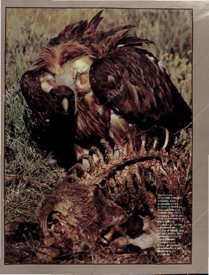 BLANCO Y NEGRO MADRID 13-10-1996 página 67