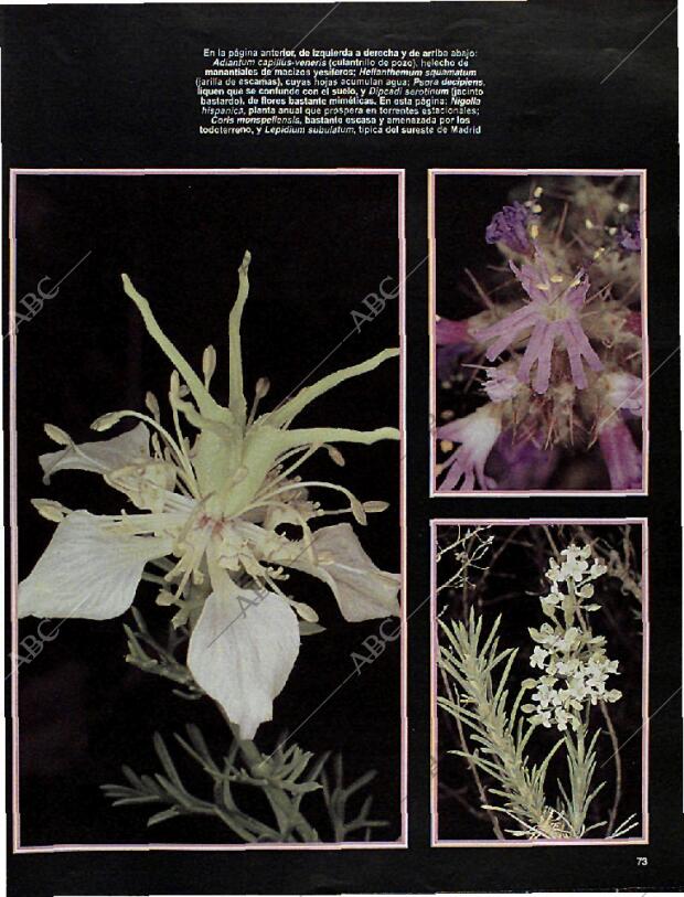 BLANCO Y NEGRO MADRID 10-11-1996 página 73