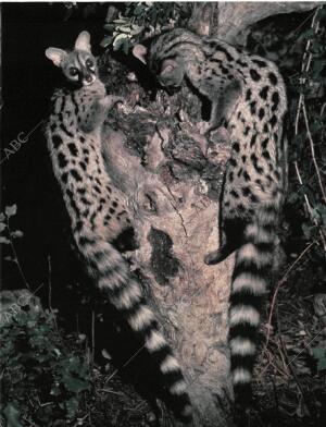 BLANCO Y NEGRO MADRID 20-09-1998 página 51