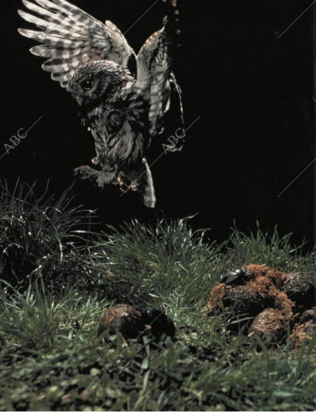 BLANCO Y NEGRO MADRID 20-09-1998 página 52