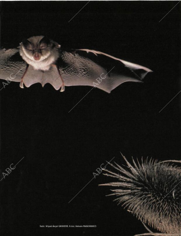 BLANCO Y NEGRO MADRID 20-09-1998 página 55