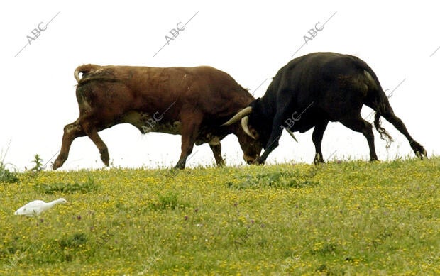 Los toros de Miura en la finca Zahariche