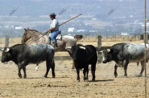 Toros en la Finca Zahariche para la corrida de Miura que tendrá lugar en la...