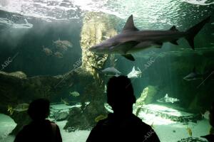 Madrid, 8 de noviembre de 2005. Reportaje del acuario del Zoo de Madrid. Niños...