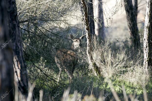 Visita guiada en la que se pueden observar fauna y vegetación