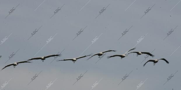 Reportaje para los Domingos de Abc sobre el control de gripe aviar que se...