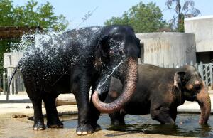 Reportaje de como pasan el verano los animales del Zoo de Madrid