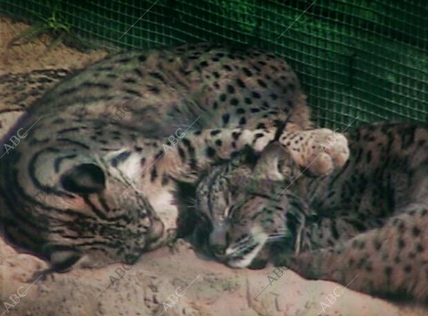 Centro de cría en cautividad del lince en Doñana