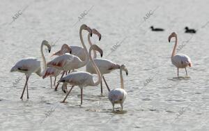 Parque Nacional de Doñana (Andalucía), , 25/01/2007