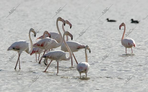 Parque Nacional de Doñana (Andalucía), , 25/01/2007