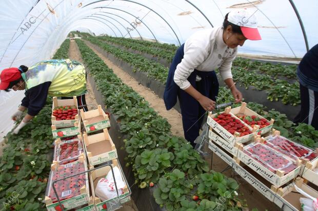 Cultivo de Fresas en la zona del coto de Doñana