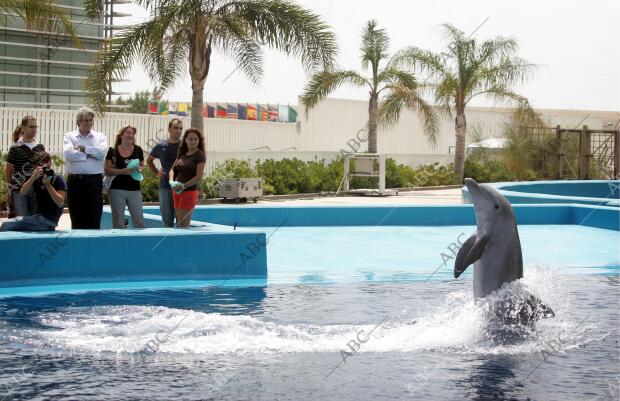 En la imagen, un delfín muestra sus piruetas a los asistentes a la actividad...