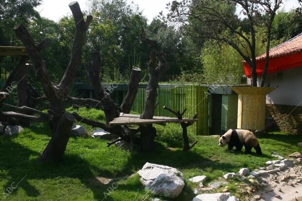 Presentacion oficial A los Medios de la pareja de Pandas Gigantes del zoo...