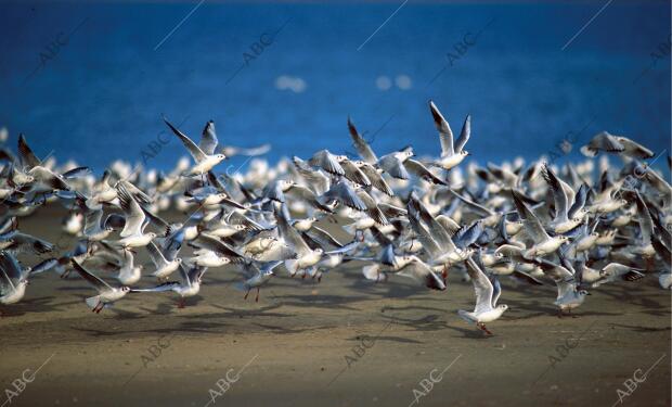 Salinas la Mata, Torrevieja. Gaviota Reidora foto Abc