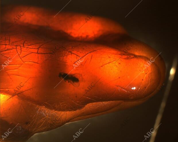 reportaje para ciencia sobre la Explotacion y estudio del yacimiento de Ambar...