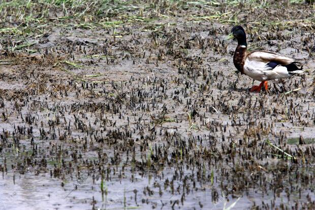 situación de Sequia en el parque nacional de las Tablas de Daimiel en la...