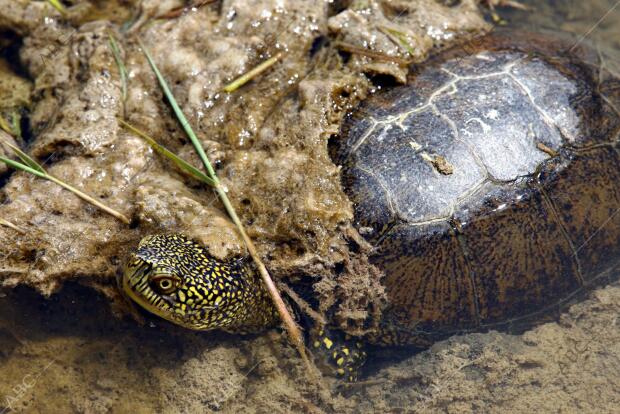 situación de Sequia en el parque nacional de las Tablas de Daimiel en la...