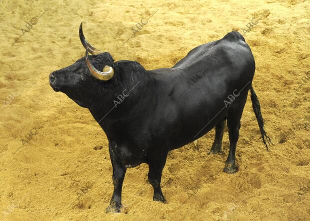 Toro de Miura - Archivo ABC